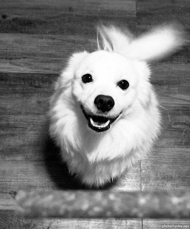 chien, mignon, sourire
