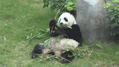 panda, manger du bambou, animal mignon