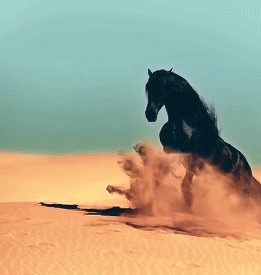 cheval noir, animal, desert, sable
