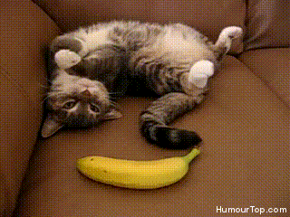 chaton, chat qui a peur d une banane, lol cat, fail