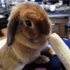 bon appetit, lapin qui mange une banane