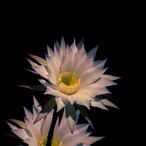 flor, fleur de lotus