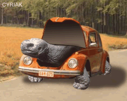 animal, tortue, voiture
