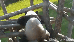panda, écureuil, surprise