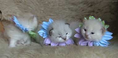 chatons, deguisement, fleur, animaux, mignon