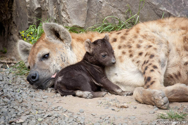 hyène, bébé, mignon
