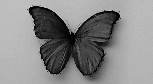 papillon, transformation, fleur, noir et blanc