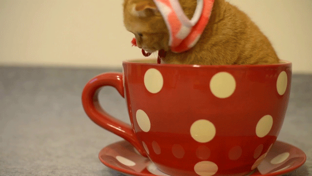 chat roux, lolcat, trop ignon, dans une tasse