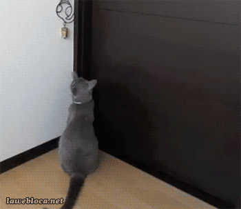 chat drole, sonner, ouvrir la porte