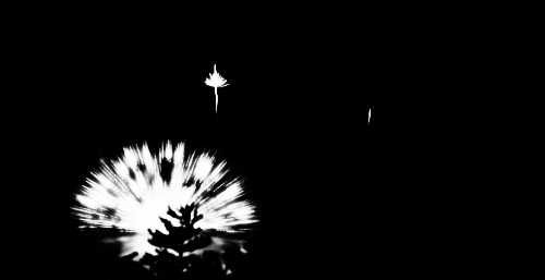 feu d artifice, firework, fireworks, noir et blanc