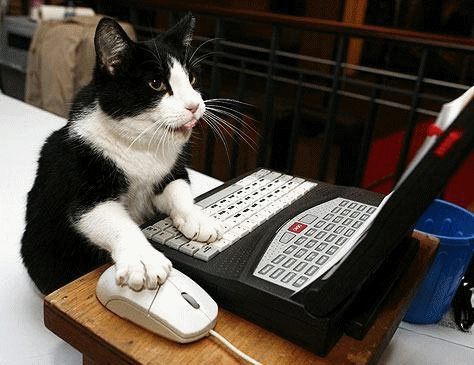 chat geek, ordinateur