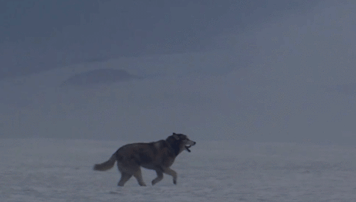 loup, courir, animal, sauvage, neige
