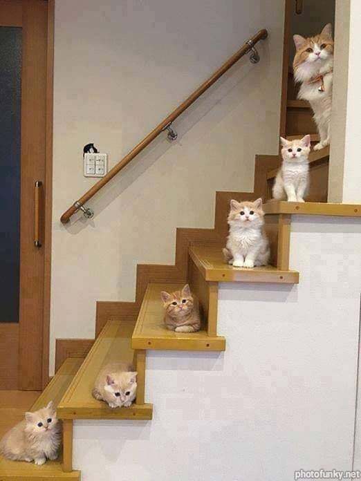 chat dans les escaliers, chaton, famille, mignon, bébé
