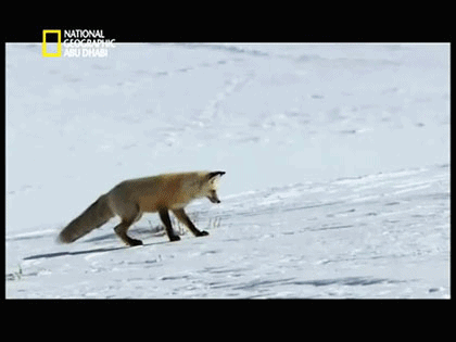 renard, sauter dans la neige, bondir, chasser, animal sauvage, hiver