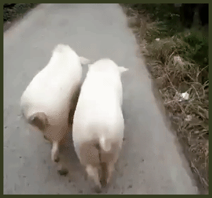 cochon qui marche, en rythme
