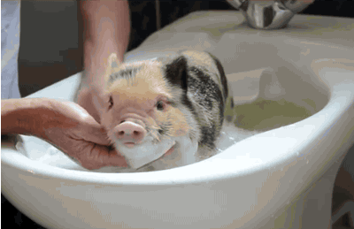 cochon, porcelet, mignon, cute, bain