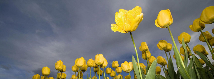 couverture facebook, facebook cover, champ de tulipes jaunes, nature, campagne, fleurs, orage