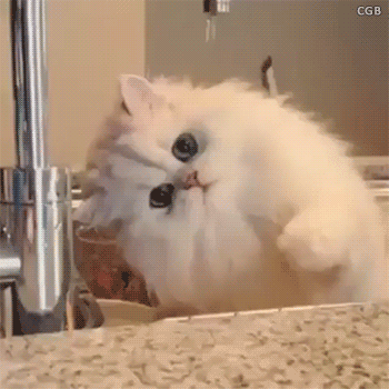 animal chat jouer avec eau persan Image, GIF animé