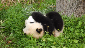panda qui roule, cute, animal mignon, mignonnerie