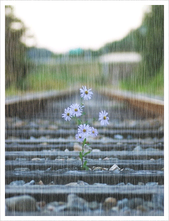 pluie, fleurs, marguerites, rails, tracks, flowers, rain, nature