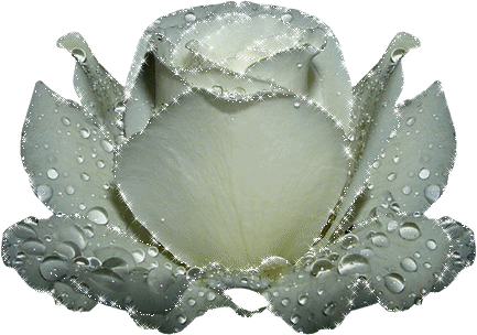 rose blanche, argentee