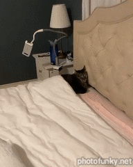 chat au lit, dormir, bonne nuit