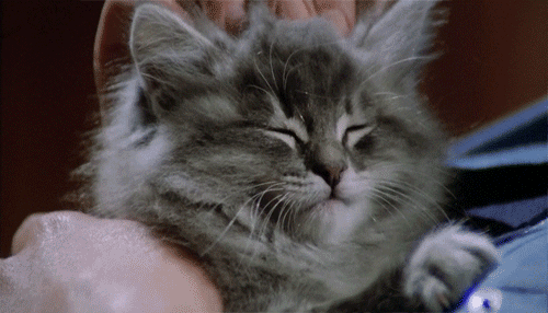 chaton, massage de tete, chat, animal, mignon, cute