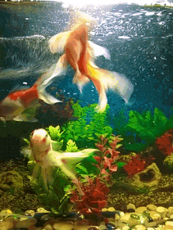 peixe, poissons rouges, poisson, aquarium