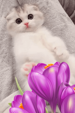 cat, chat, tulipes, crocus