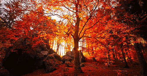 soleil, soir, foret, automne, orange, nature