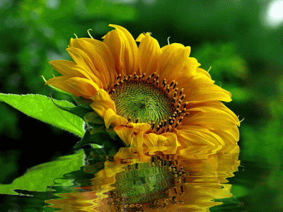 flor, fleur jaune, tournesol