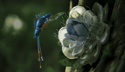 passaro, colibri, fleur qui s ouvre, nature