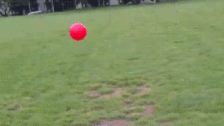 chien, sauter, tomber, ballon