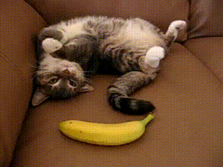 chat peur de la banane drole lol funny cat animal Image, animated GIF