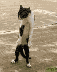 chat danse drole lol funny cat animal Image, animated GIF
