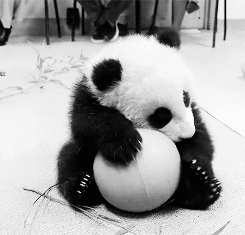 bebe, panda, balle, mignon, noir et blanc
