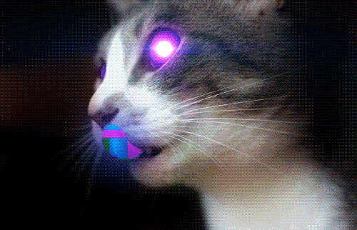 chat lumineux