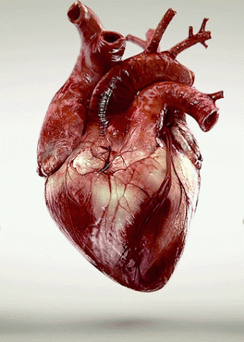 coeur qui bat organe, anatomie