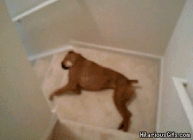 chien drole, descendre les escaliers, dog, lol, funny, animal