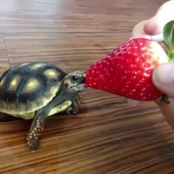 bebe tortue, manger une fraise, animal mignon, turtle, strawberry