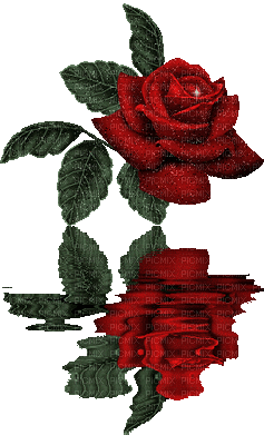 rose rouge, reflet, eau
