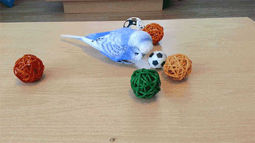 oiseau, perruche bleue qui joue a la balle, foot, football
