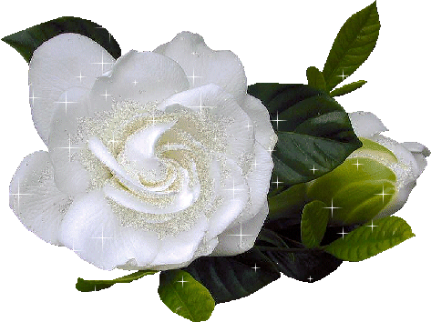 rose blanche, white rose, fleur, flower