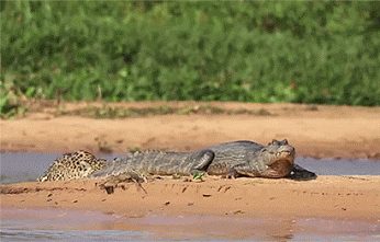 nature, leopard qui hasse un alligator, crocodile, jungle, afrique, animaux sauvages