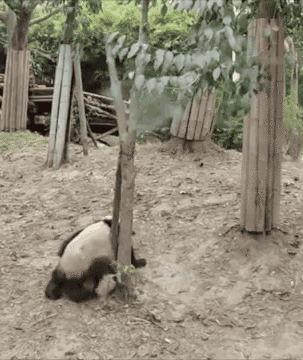 pandas, panda qui tombe d un arbre
