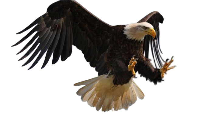 aigle royal, eagle