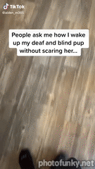 chien, sourd, aveugle, mignon