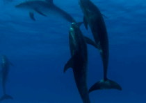 dauphin, banc de dauphins, mammifere marin, dolphins, mer, sea