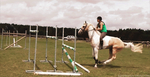 equitation, saut d obstacles, cheval, animal