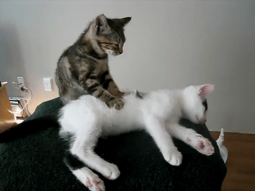 chatons, massage, drole